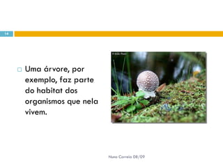 Powerpoint Nr. 2 InteracçõEs Seres Vivos Ambiente