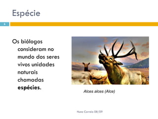 Powerpoint Nr. 2 InteracçõEs Seres Vivos Ambiente