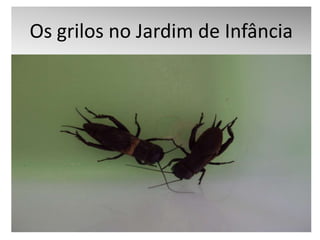 Os grilos no Jardim de Infância 