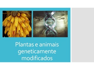 Plantas e animais
geneticamente
modificados

 