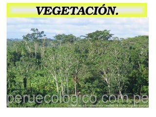 VEGETACIÓN.

 