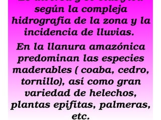 Es diversa y se clasifica 
según la compleja 
hidrografía de la zona y la 
incidencia de lluvias. 
En la llanura amazónica 
predominan las especies 
maderables ( coaba, cedro, 
tornillo), así como gran 
variedad de helechos, 
plantas epifítas, palmeras, 
etc.

 