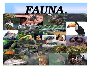FAUNA.

 