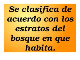 Se clasifica de 
acuerdo con los 
estratos del 
bosque en que 
habita.

 