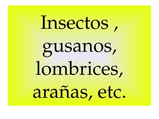 Insectos , 
gusanos, 
lombrices, 
arañas, etc.

 