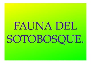 FAUNA DEL 
SOTOBOSQUE.

 