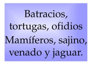 Batracios, 
tortugas, ofidios
Mamíferos, sajino, 
venado y jaguar.

 