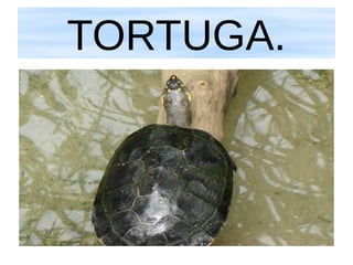 TORTUGA.

 
