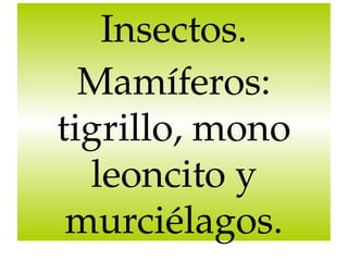 Insectos.
Mamíferos: 
tigrillo, mono 
leoncito y 
murciélagos.

 
