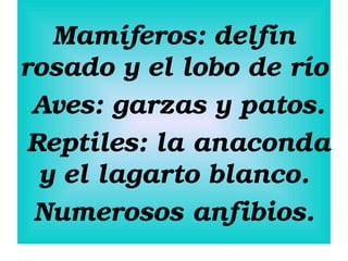 Mamíferos: delfín 
rosado y el lobo de río
 Aves: garzas y patos.
 Reptiles: la anaconda 
y el lagarto blanco.
Numerosos anfibios.

 