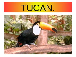 TUCAN.

 