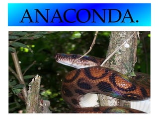 ANACONDA.

 