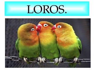 LOROS.

 