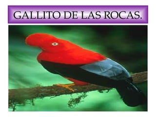 GALLITO DE LAS ROCAS.

 