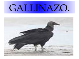 GALLINAZO.

 