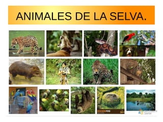ANIMALES DE LA SELVA.

 