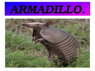 ARMADILLO.

 