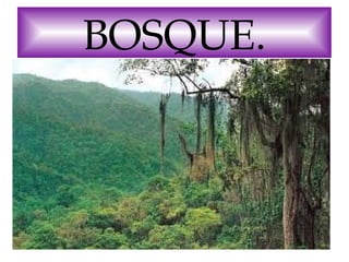 BOSQUE.

 