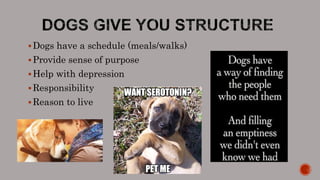 Dogs have a schedule (meals/walks)
Provide sense of purpose
Help with depression
Responsibility
Reason to live