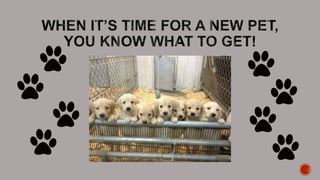 Dogs Make the Best Pet