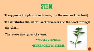 STEM
It supports the plant (the leaves, the flowers and the fruit).
It distributes the water, and minerals and the food through
the plant.
There are two types of stems:
WOODY STEMS
HERBACEOUS STEMS
 