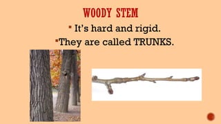 WOODY STEM
 It’s hard and rigid.
They are called TRUNKS.
 