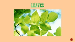 LEAVES
 