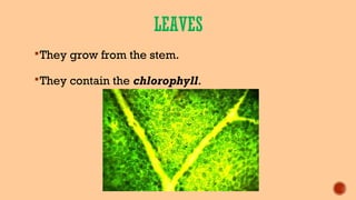 LEAVES
They grow from the stem.
They contain the chlorophyll.
 