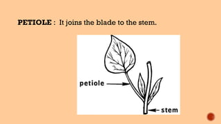PETIOLE : It joins the blade to the stem.
 