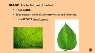 BLADE : It’s the flat part of the leaf.
 It has VEINS.
 They support the leaf and carry water and minerals.
 It has STOMA (small pores)
 