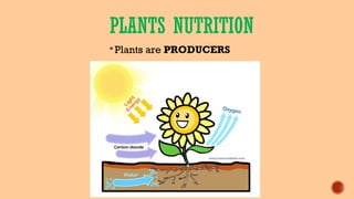 PLANTS NUTRITION
Plants are PRODUCERS
 