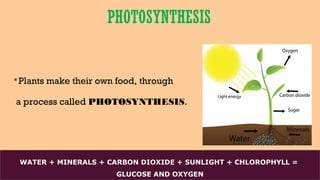 PHOTOSYNTHESIS
Plants make their own food, through
a process called PHOTOSYNTHESIS.
WATER + MINERALS + CARBON DIOXIDE + SUNLIGHT + CHLOROPHYLL =
GLUCOSE AND OXYGEN
 