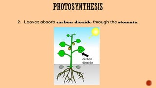 2. Leaves absorb carbon dioxide through the stomata.
carbon
dioxide
 