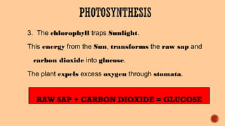 3. The chlorophyll traps Sunlight.
This energy from the Sun, transforms the raw sap and
carbon dioxide into glucose.
The plant expels excess oxygen through stomata.
RAW SAP + CARBON DIOXIDE = GLUCOSE
 