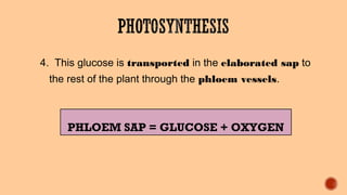 4. This glucose is transported in the elaborated sap to
the rest of the plant through the phloem vessels.
PHLOEM SAP = GLUCOSE + OXYGEN
 