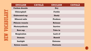 ENGLISH CATALÀ ENGLISH CATALÀ
Carbon dioxide Dry
Chlorophyll Fertile
Elaborated sap Shady
Mineral salts Produce
Phloem vessels Release
Photosynthesis Survive
Raw sap Take in
Respiration Lack of
Stomata Humid
Sunlight Extreme
Xylem vessels Nutrients
NEWVOCABULARY
 