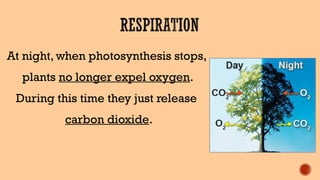 At night, when photosynthesis stops,
plants no longer expel oxygen.
During this time they just release
carbon dioxide.
 