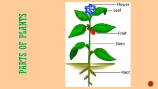 PARTSOFPLANTS
 