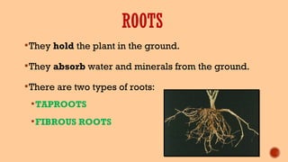 They hold the plant in the ground.
They absorb water and minerals from the ground.
There are two types of roots:
TAPROOTS
FIBROUS ROOTS
ROOTS
 