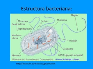 Estructura bacteriana:




http://www.um.es/molecula/gluci06.htm
 