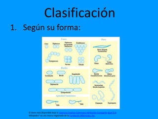 Clasificación
1. Según su forma:




    El texto está disponible bajo la Licencia Creative Commons Atribución Compartir Igual 3.0;
    Wikipedia® es una marca registrada de la Fundación Wikimedia, Inc.
 
