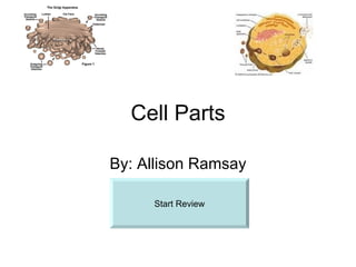 Cell Parts By: Allison Ramsay Start Review 