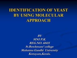 IDENTIFICATION OF YEAST BY USING MOLECULAR APPROACH BY SINI P.K. REG.NO. 60415 St.Berchmans’ college Mahatma Gandhi  University Kottayam,Kerala. 