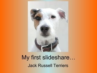 My first slideshare… Jack Russell Terriers 
