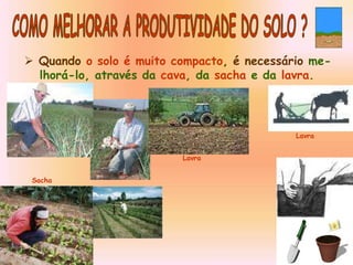  Quando o solo é muito compacto, é necessário me-
lhorá-lo, através da cava, da sacha e da lavra.
Lavra
Lavra
Sacha
 