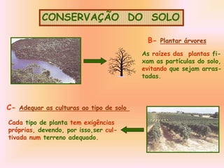 CONSERVAÇÃO DO SOLO
B- Plantar árvores
As raízes das plantas fi-
xam as partículas do solo,
evitando que sejam arras-
tadas.
C- Adequar as culturas ao tipo de solo
Cada tipo de planta tem exigências
próprias, devendo, por isso,ser cul-
tivada num terreno adequado.
 