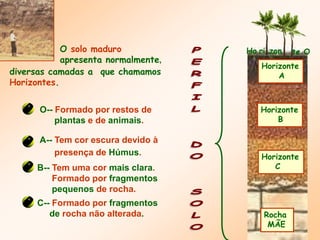 Rocha
MÃE
Horizonte
C
Horizonte
B
Horizonte
A
Ho ri zon te O
O solo maduro
apresenta normalmente,
diversas camadas a que chamamos
Horizontes.
A-- Tem cor escura devido à
presença de Húmus.
O-- Formado por restos de
plantas e de animais.
B-- Tem uma cor mais clara.
Formado por fragmentos
pequenos de rocha.
C-- Formado por fragmentos
de rocha não alterada.
 