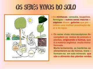 As minhocas, caracóis, toupeiras,
formigas e outros seres macros –
cópicos abrem galerias que per –
mitem uma melhor penetração do
ar e da água.
 Os seres vivos microscópicos de-
compõem os restos de animais e
plantas, originando o húmus, que
é a matéria orgânica muito trans-
formada.
Muito lentamente, as bactérias ao
alimentarem-se do húmus, trans –
formam-no em sais minerais que
são o alimento das plantas verdes.
 