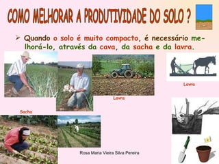 COMO MELHORAR A PRODUTIVIDADE DO SOLO ? Quando  o solo é muito compacto , é necessário  me- lhorá-lo, através da  cava , da  sacha  e da  lavra . Lavra Lavra Sacha 