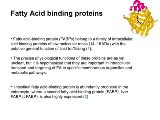 Fatty acid-binding protein (FABPs) belong to a family of intracellular lipid binding proteins of low molecular mass (14–15 kDa) with the putative general function of lipid trafficking ( 1 ).  The precise physiological functions of these proteins are as yet unclear, but it is hypothesized that they are important in intracellular transport and targeting of FA to specific membranous organelles and metabolic pathways.  Intestinal fatty acid-binding protein is abundantly produced in the enterocyte, where a second fatty acid-binding protein (FABP), liver FABP (LFABP), is also highly expressed ( 2 )  Fatty Acid binding proteins 